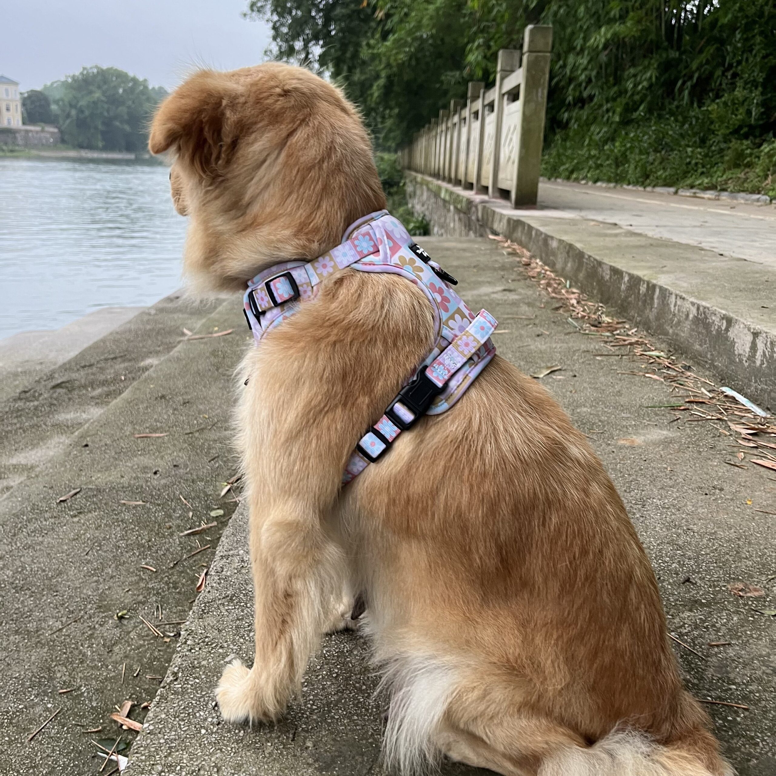 a well-fitted front-clip no-pull harness on a happy dog